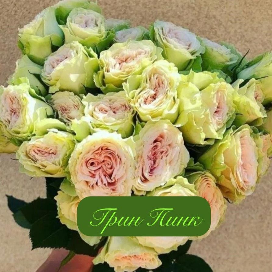 Грин Пинк (GREEN PINK)