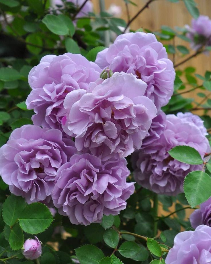 Рейн Блю (Rainy Blue)