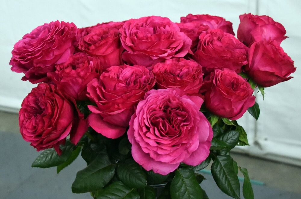 Джаст Море (Just More)