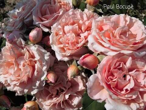 Поль Бокюз (Paul Bocuse)