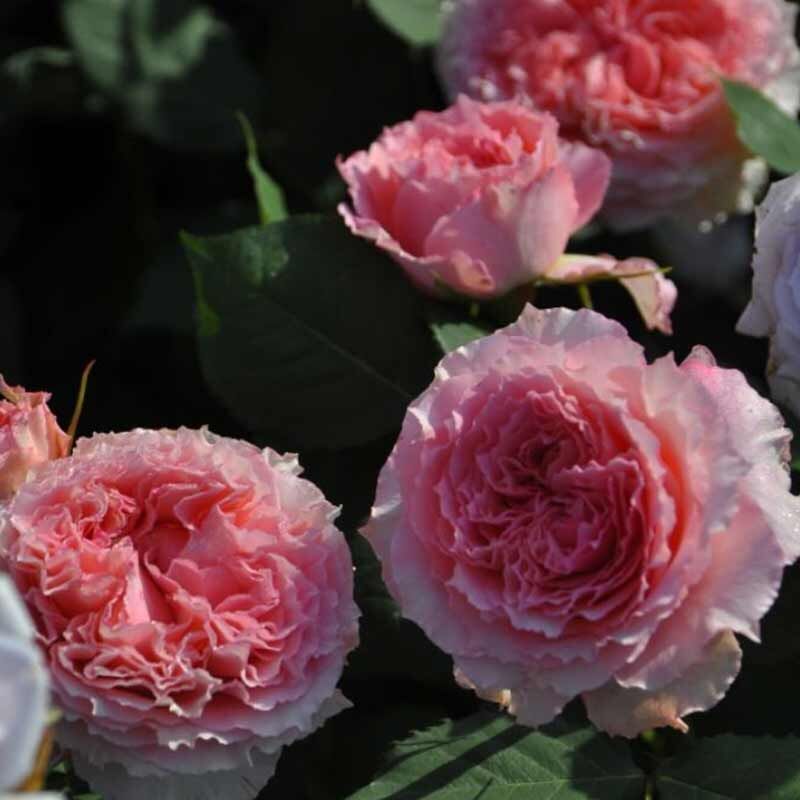 Корона (Corona)