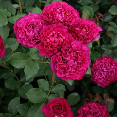 Вельвети Твайлайт (Velvety Twilight)