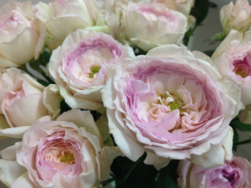 Май Бьюти (My Beauty)