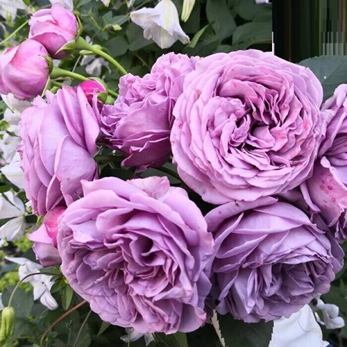 Роза Блю Скай Фрилендер (Blue Sky Freelander)