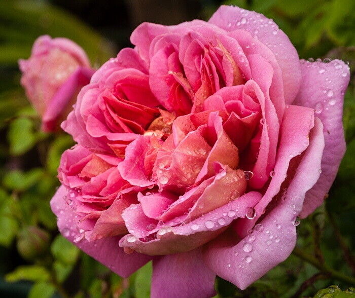 Зе Индевэ (The Endeavour)