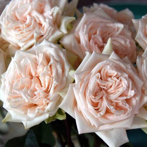 Принцесса Майя (Princess Maya)