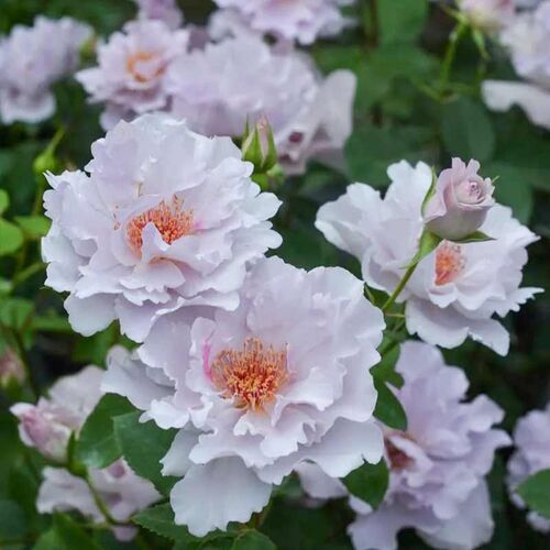 Кутюр Роз Тилия (Couture Rose Tilia)