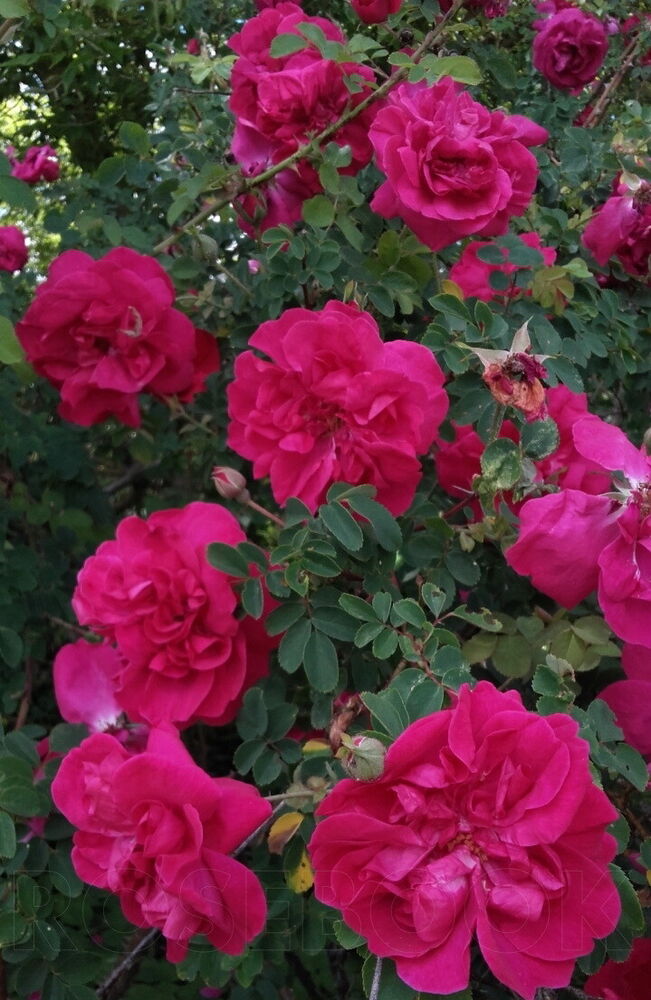 Сериз Буке (Cerise Bouquet)