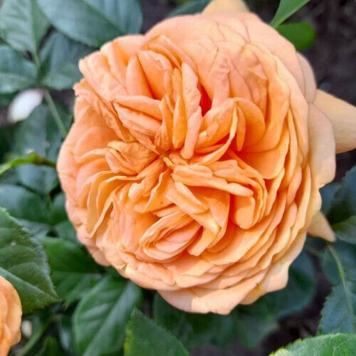 Энджел Пиллоу (Angel Pillow)