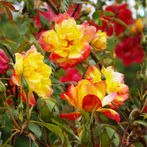 Полька Бабочка (Polka Babochka)