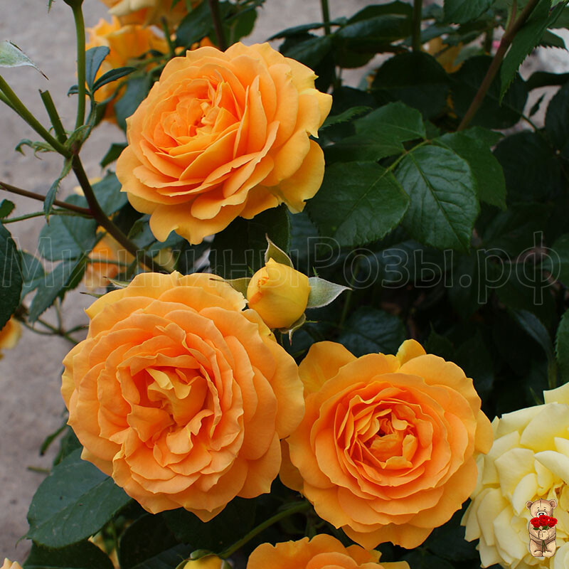 Голден Эльза (Goldelse)