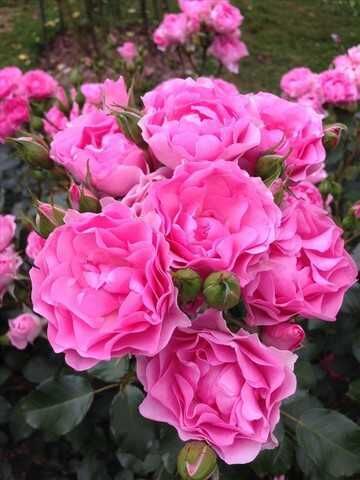 Роза Ай Эм Грейтфул (I am Grateful)