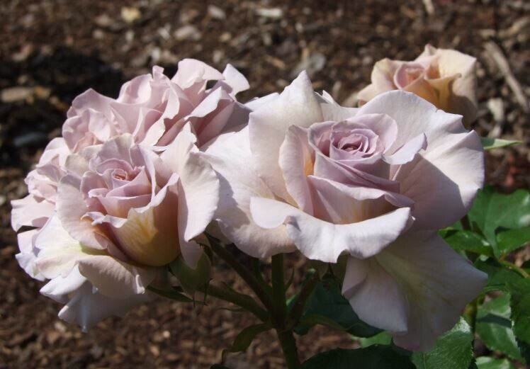 Стивен Руло (Stephen Rulo)