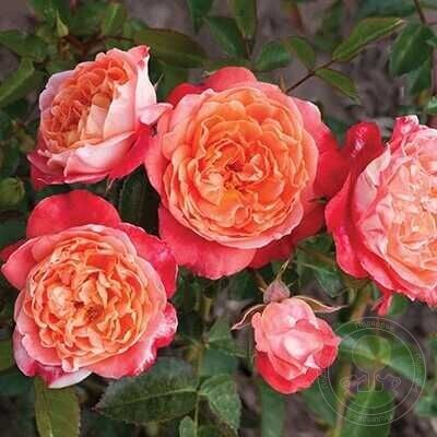 Фэшн Хиппи (Fashion Hippie)