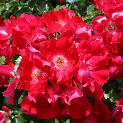 Дортмунд (Dortmund)