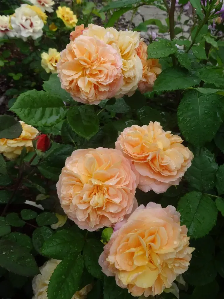 Сувенир д Инфанс (Souvenir d'Enfance)