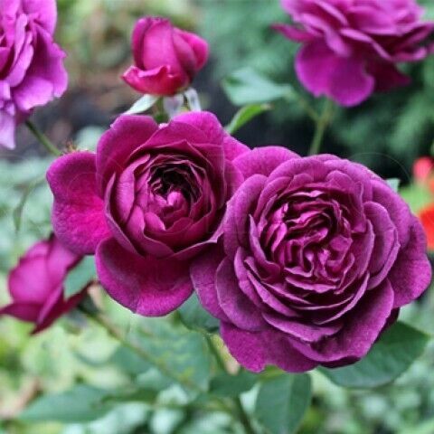 Нью Эйдж (New Age)