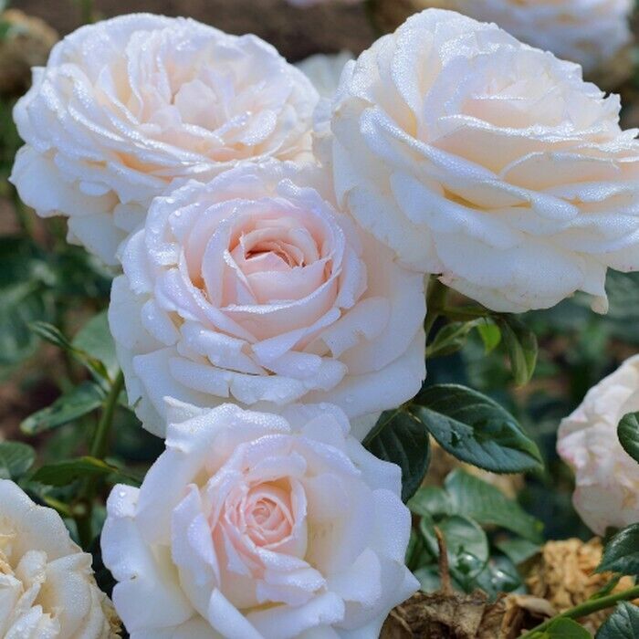 Ля Соважин Тэр э Пассьон (La Sauvagine Terre et Passion)