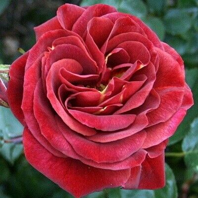 Роза Браун Вельвет (Brown Velvet)