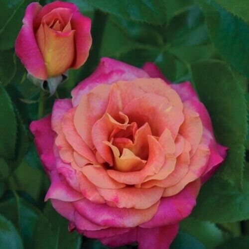 Бэлль Эпок Санфлор (Belle Epoque Sunflor)