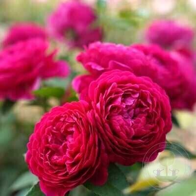 Арома Пьюр (Aroma Pure)