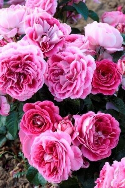 Аббасьаль дэ Понтиньи (Abbatiale de Pontigny)