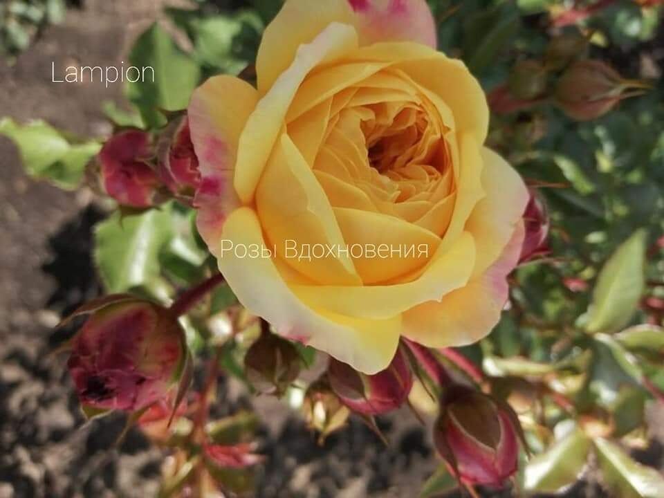 Роза Лампион (Lampion)