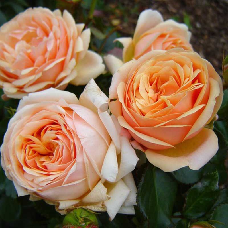 Йорс ин Континент Френдшип (Yours in Continued Friendship)