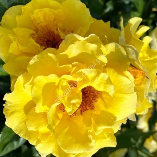 Роза Оттава