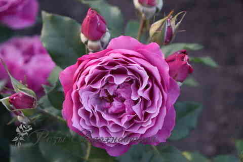 Уайлд Блю Йондер / Блю Иден Wild Blue Yonder (Blue Eden)