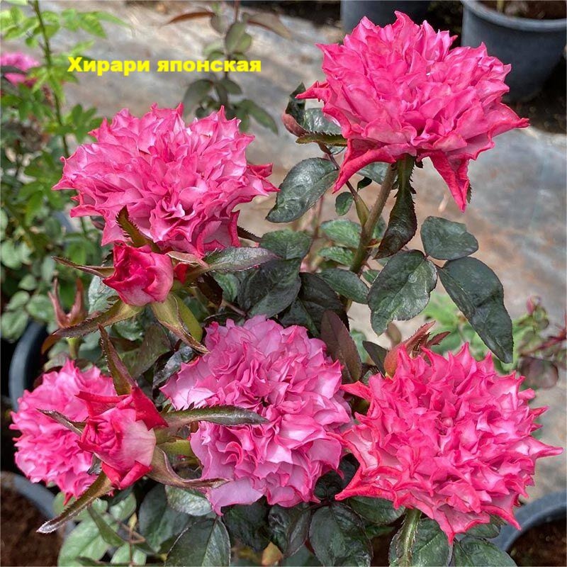 Хирари (Hirari)