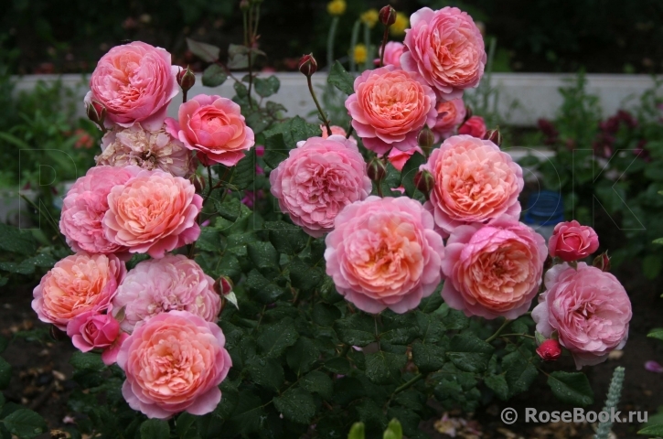 Прикс П. Ж. Редут (Prix P. J. Redouté)