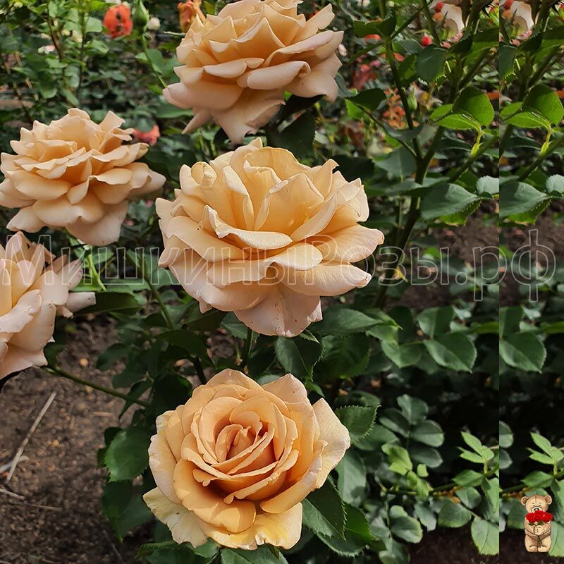 Хани Дижон (Honey Dijon)