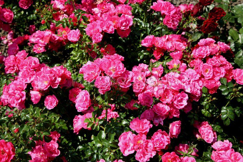 Хайдетраум (Heidetraum)