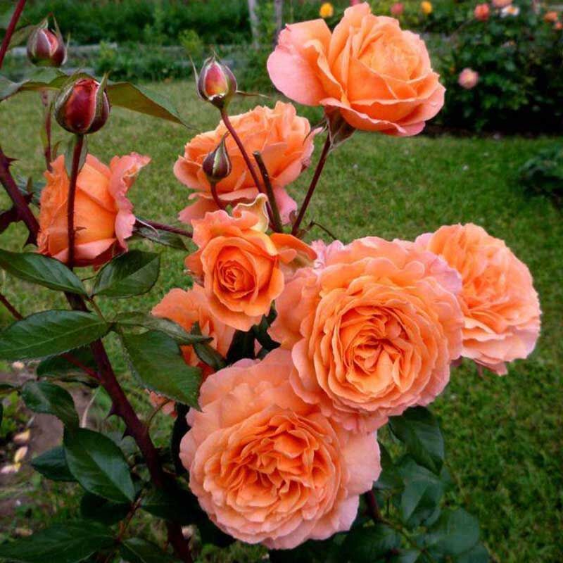 Бельведер (Belvedere)