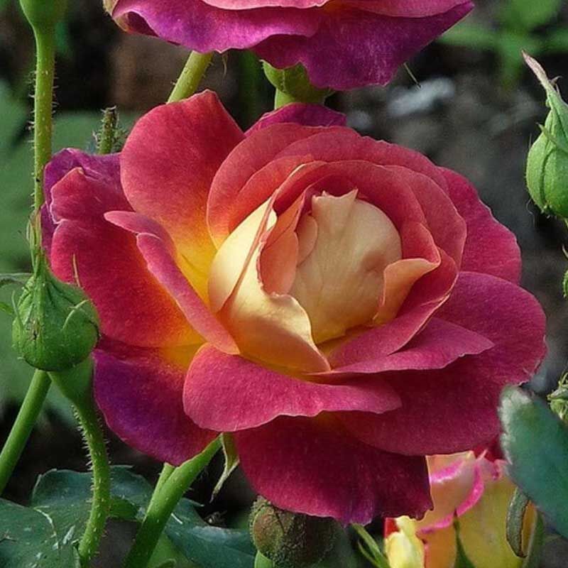 Приер де Сан Косм (Prieure de St Cosme)