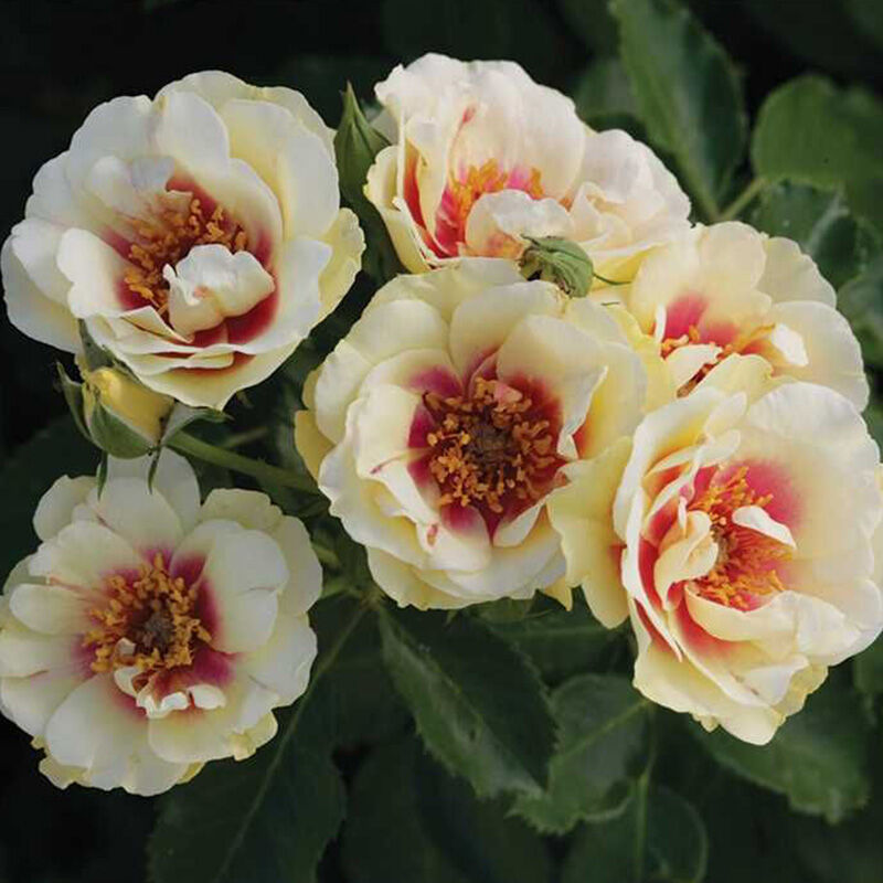 Буллс Айс (Bull's Eye)