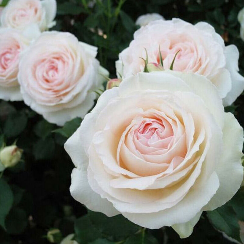 Пэлас Рояль (Palais Royal)