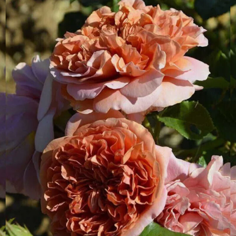 Бэль д`Анжу (Belle d`Anjou)