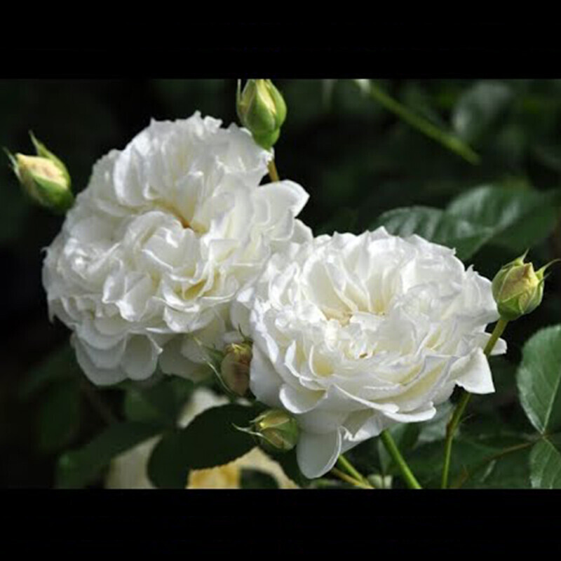 Сур ла Нейдж (Sur la Neige)