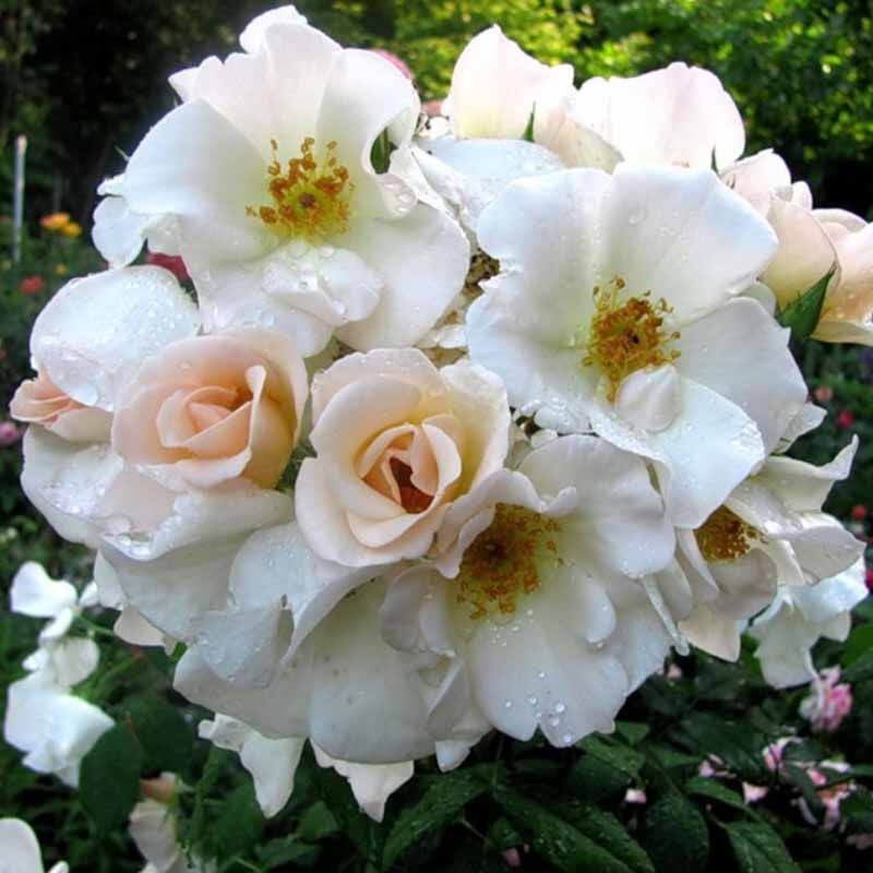 Салли Холмс (Sally Holmes)