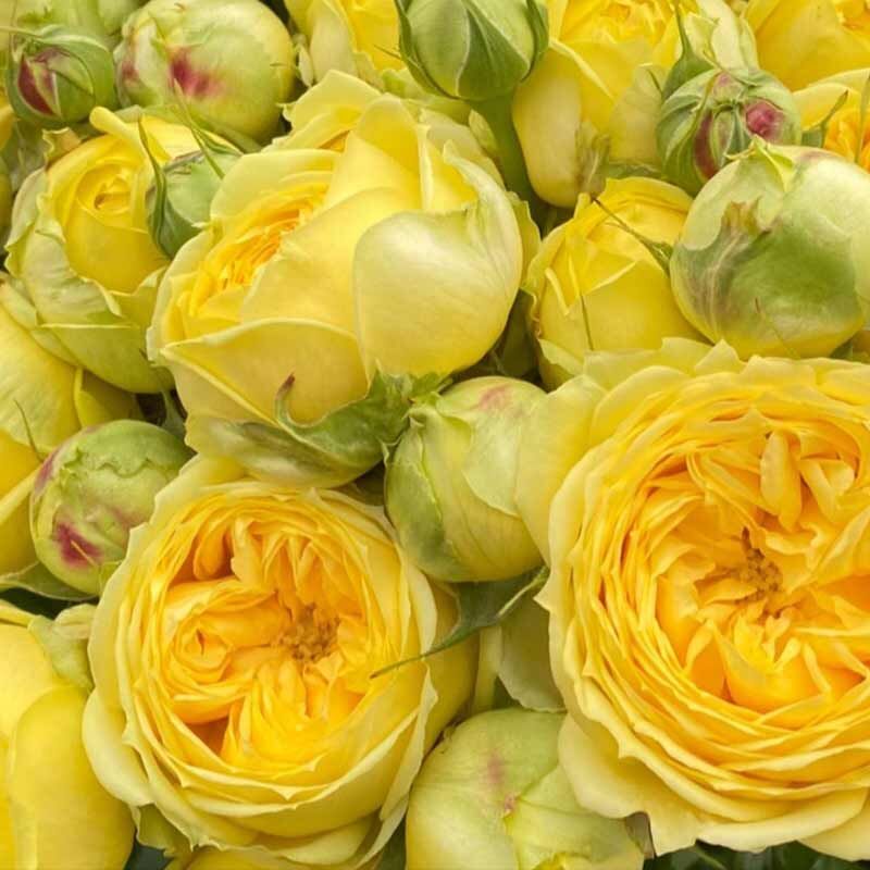 Каталина (Catalina)