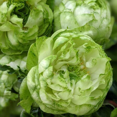 Принцесса Мидори (Princess Midori)