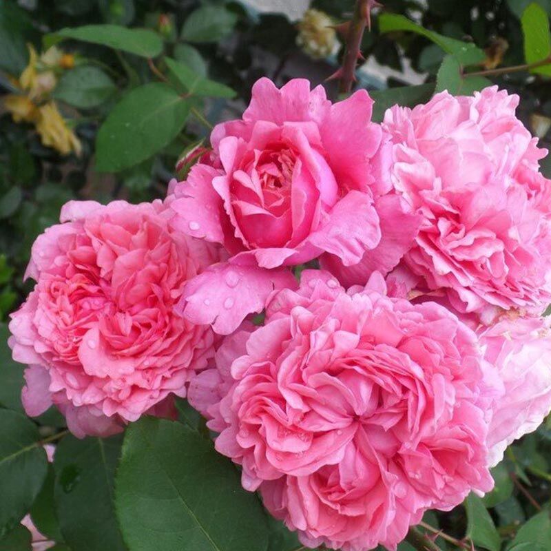 Роза Миллами (Millamy)