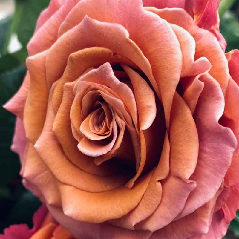 Сингл Малт (Single Malt