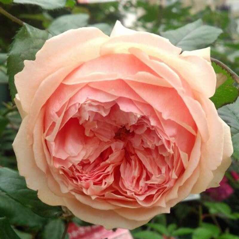 Масора (Masora)