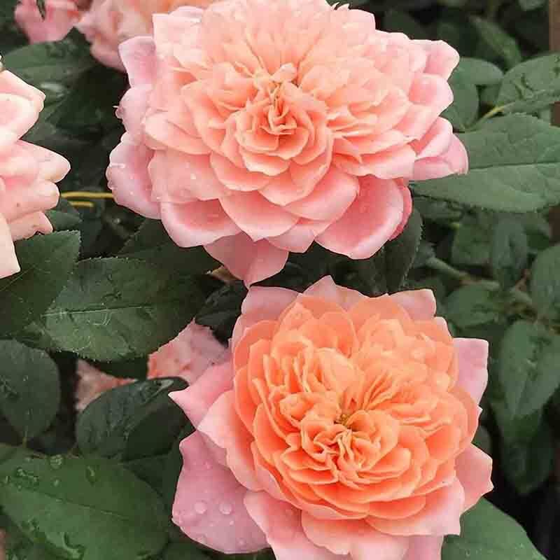 Микота (Mikota)