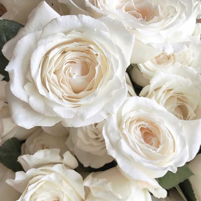 Принцесса Миюки (PRINCESS MIYUKI)