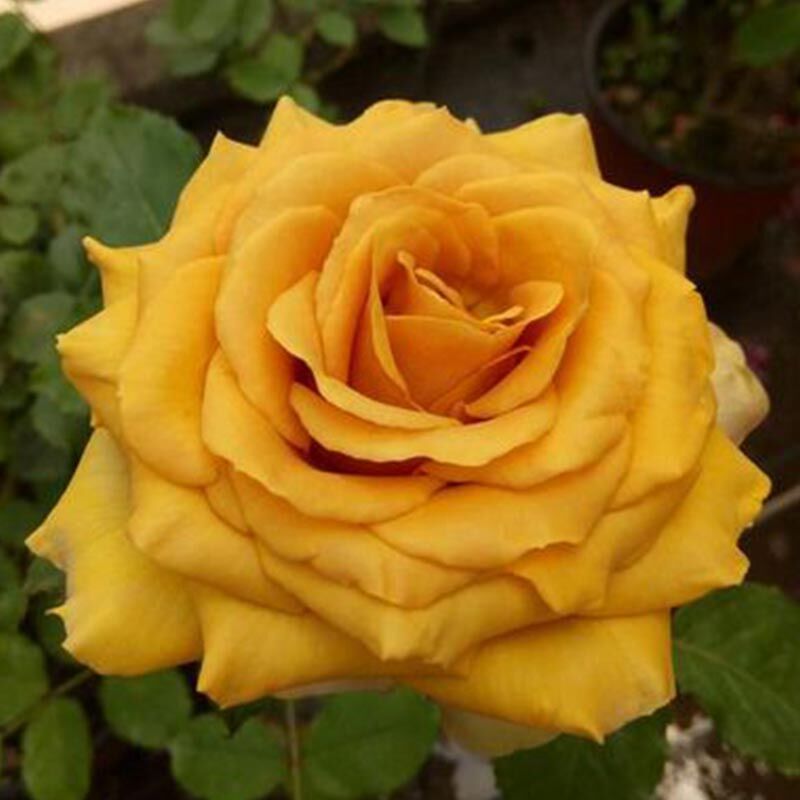 Пайн Дрим (Pine Dream)