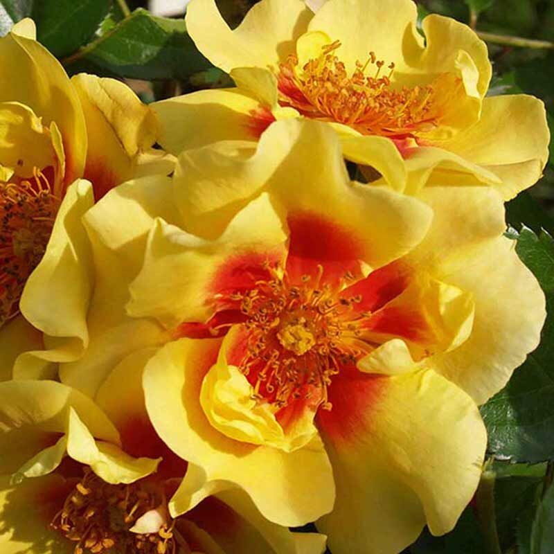 Ай оф зе Тайге ( Eye of the Tiger )